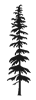 Pacific Coast Hemlock icon