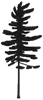 Eastern White Pine icon