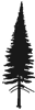 Balsam Fir icon