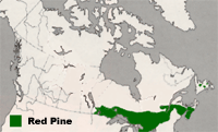 Map of Canada highlighting Ontario, Southern Quebec and the Maritimes as regions where Red Pines grow.