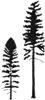 Douglas Fir icon
