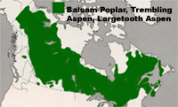 Map of Canada highlighting all provinces except BC as regions where Trembling Aspen, Largetooth Aspen and Balsam Poplar grow.